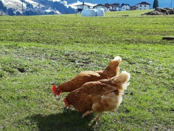 Lacknerhof أوبربرفس المظهر الخارجي الصورة